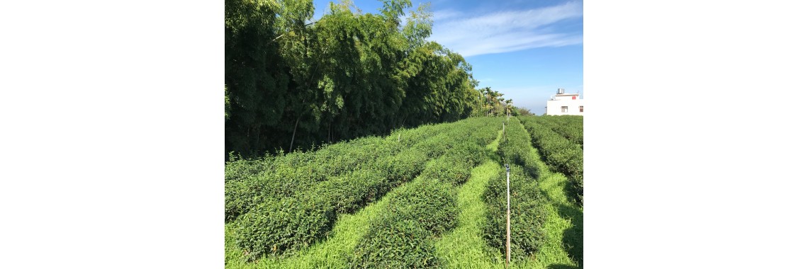 100yrs tea garden