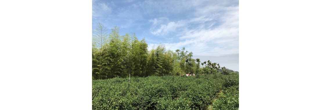 Tea garden